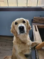 Shiawassee Golden Retrievers, a  Golden Retriever for sale in Owosso, MI – Photo 2 of 8