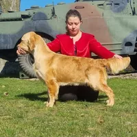 Shiawassee Golden Retrievers, a  Golden Retriever for sale in Owosso, MI – Photo 8 of 8