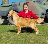 Shiawassee Golden Retrievers, a  Golden Retriever for sale in Owosso, MI – Photo 8 of 8