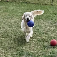 Shiawassee Golden Retrievers, a  Golden Retriever for sale in Owosso, MI – Photo 6 of 8