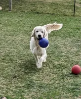 Shiawassee Golden Retrievers, a  Golden Retriever for sale in Owosso, MI – Photo 6 of 8