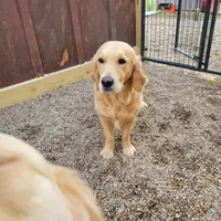Shiawassee Golden Retrievers, a  Golden Retriever for sale in Owosso, MI – Photo 3 of 8