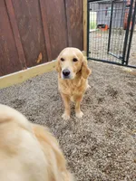 Shiawassee Golden Retrievers, a  Golden Retriever for sale in Owosso, MI – Photo 3 of 8