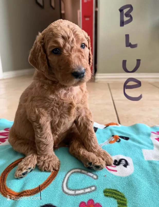 Blue – Goldendoodle puppy for sale in Magnolia, TX