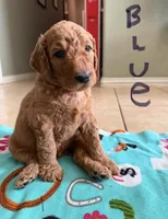 Blue, a male Goldendoodle for sale in Magnolia, TX – 1 of 1