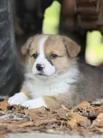 Boss Baby, a male Pembroke Welsh Corgi for sale in Tarrytown, GA – Photo 1 of 2