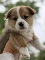 Boss Baby, a male Pembroke Welsh Corgi for sale in Tarrytown, GA – Photo 2 of 2