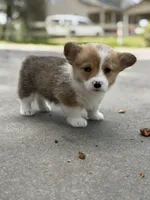 Paws, a male Pembroke Welsh Corgi for sale in Tarrytown, GA – Photo 2 of 2