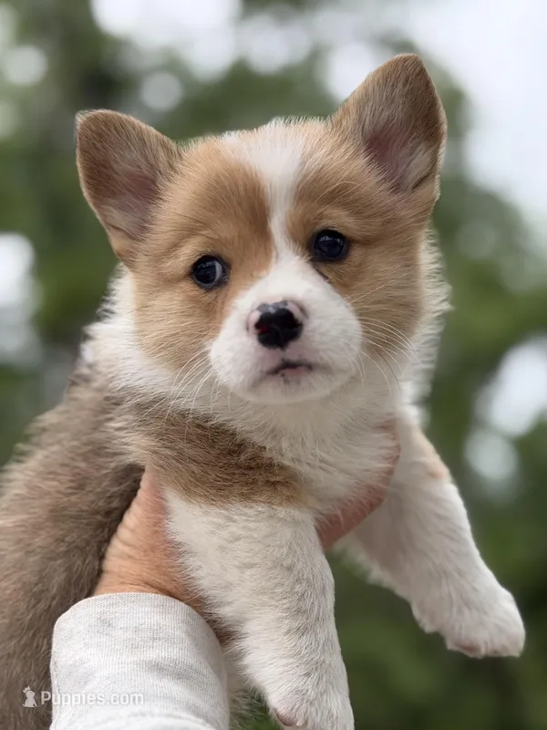 Paws – Pembroke Welsh Corgi puppy for sale in Tarrytown, GA