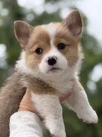 Paws, a male Pembroke Welsh Corgi for sale in Tarrytown, GA – Photo 1 of 2
