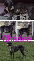 Kacey, a female Great Dane for sale in Wharton, OH – 3 of 3