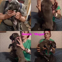 Megan (new videos), a female Great Dane for sale in Wharton, OH – 5 of 9