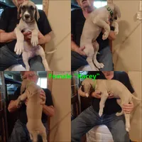 Kacey ( new videos), a female Great Dane for sale in Wharton, OH – 6 of 9