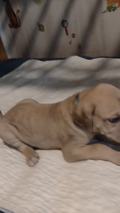 Jackson (new videos), a male Great Dane for sale in Wharton, OH – 3 of 10