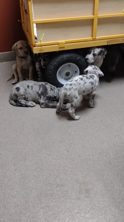 Jackson (new videos), a male Great Dane for sale in Wharton, OH – 8 of 10