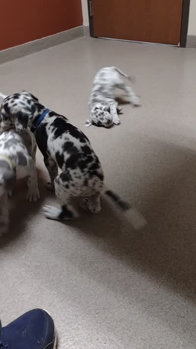Kacey ( new videos), a female Great Dane for sale in Wharton, OH – 7 of 9
