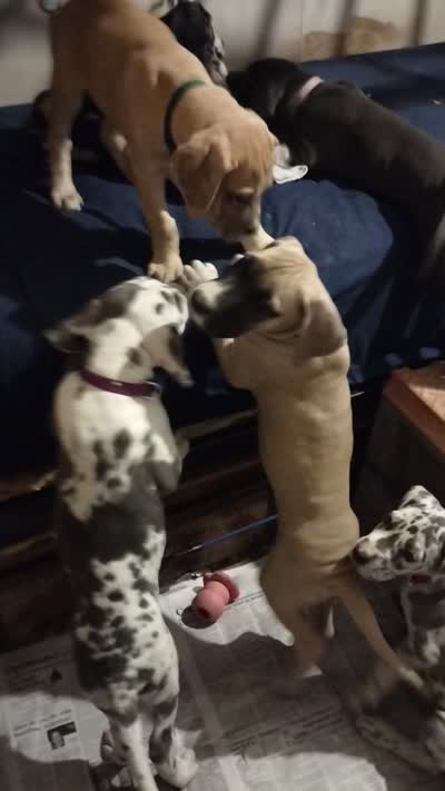 Megan (new videos), a female Great Dane for sale in Wharton, OH – 8 of 9
