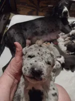 Hardy, a male Great Dane for sale in Wharton, OH – 1 of 4