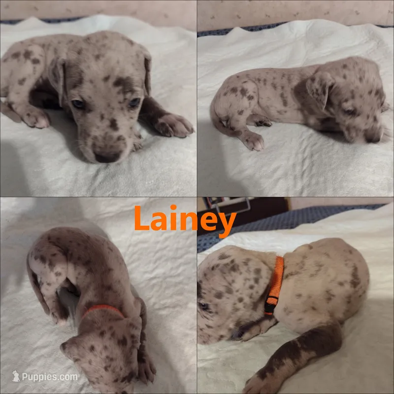 Lainey – Great Dane puppy for sale in Wharton, OH