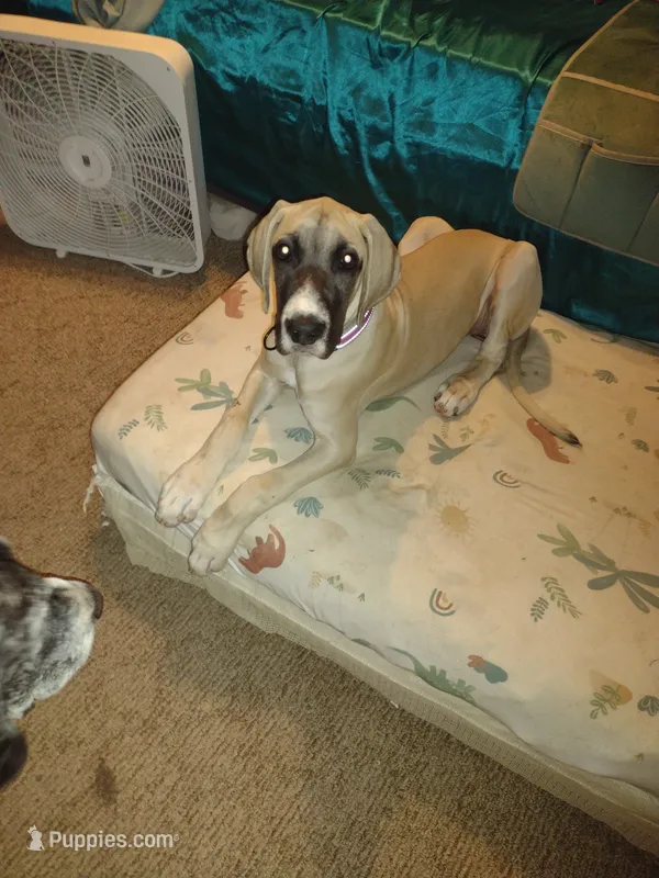 Kacey  – Great Dane puppy for sale in Wharton, OH