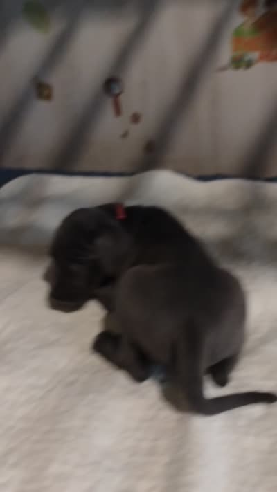 Megan (new videos), a female Great Dane for sale in Wharton, OH – 2 of 9