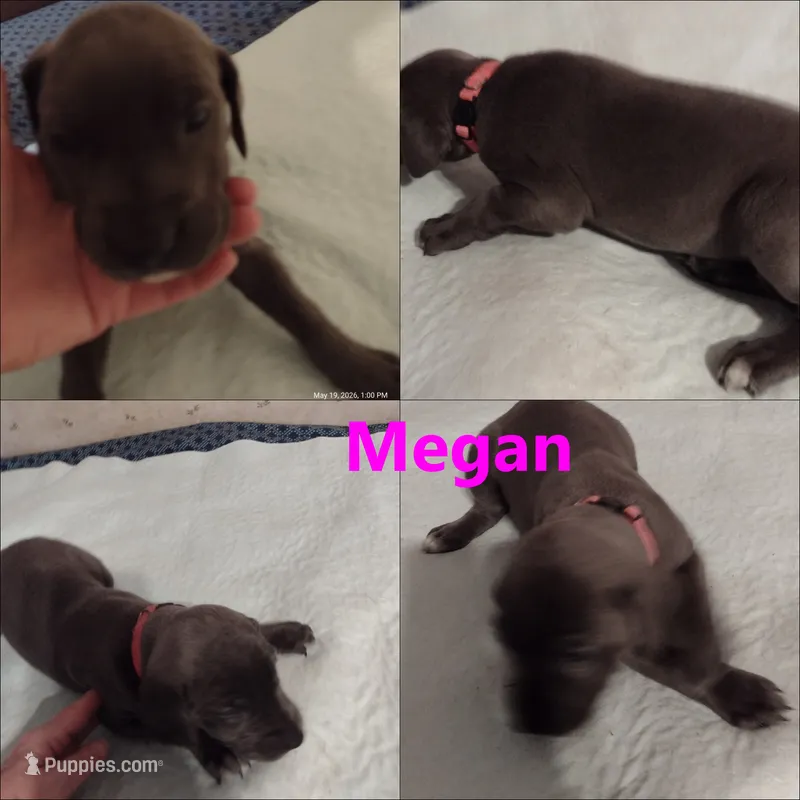 Megan – Great Dane puppy for sale in Wharton, OH