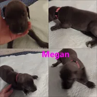Megan, a female Great Dane for sale in Wharton, OH – 1 of 3