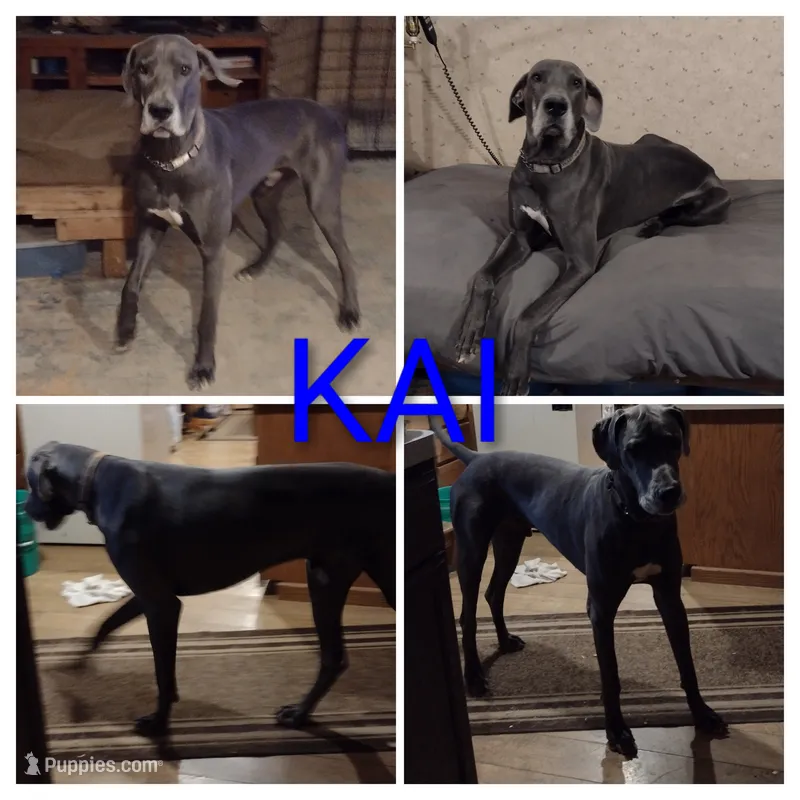 Greylan, a male Great Dane for sale in Wharton, OH – 1 of 3