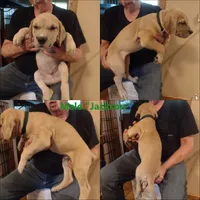 Jackson (new videos), a male Great Dane for sale in Wharton, OH – 7 of 10