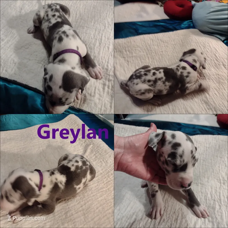 Greylan – Great Dane puppy for sale in Wharton, OH