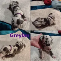 Greylan, a male Great Dane for sale in Wharton, OH – 3 of 3
