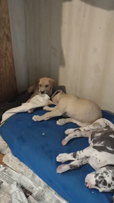 Kacey ( new videos), a female Great Dane for sale in Wharton, OH – 9 of 9