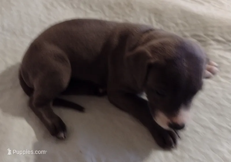 Ella – Great Dane puppy for sale in Wharton, OH