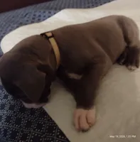 Ella, a female Great Dane for sale in Wharton, OH – 6 of 6