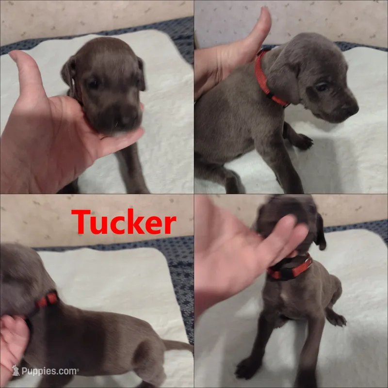 Tucker – Great Dane puppy for sale in Wharton, OH