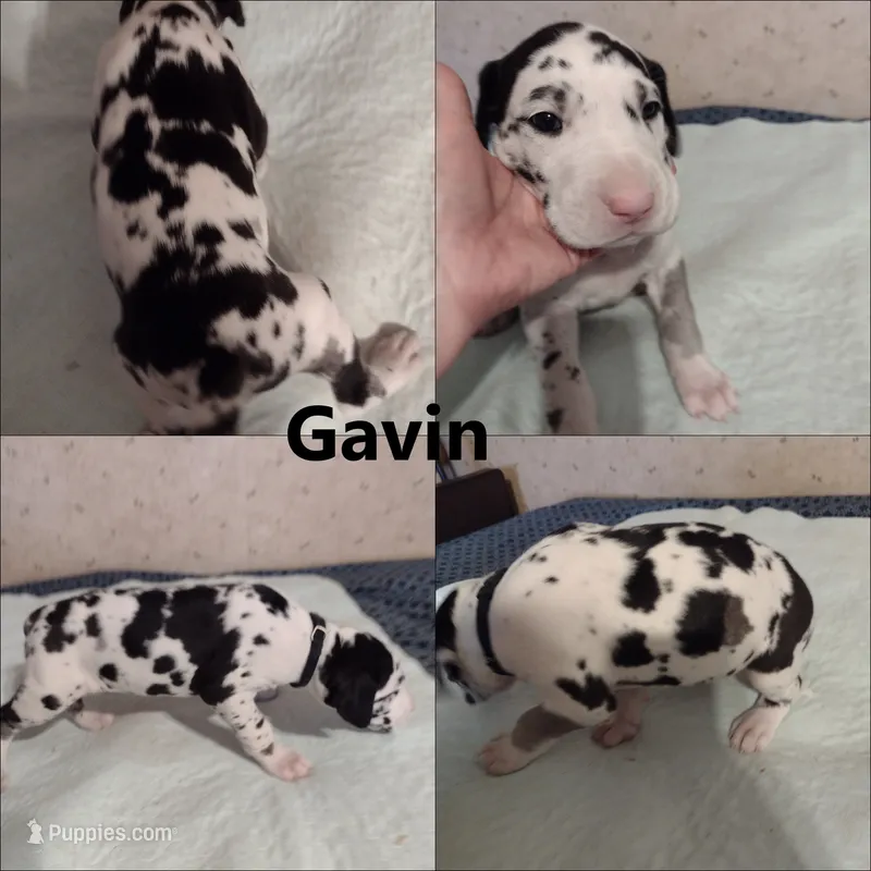 Gavin – Great Dane puppy for sale in Wharton, OH