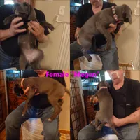 Megan (new videos), a female Great Dane for sale in Wharton, OH – 6 of 9