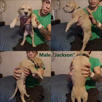 Jackson (new videos), a male Great Dane for sale in Wharton, OH – 6 of 10