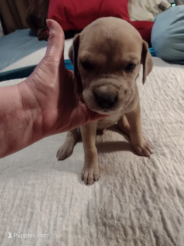 Jackson – Great Dane puppy for sale in Wharton, OH