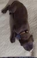 Ella, a female Great Dane for sale in Wharton, OH – 5 of 6
