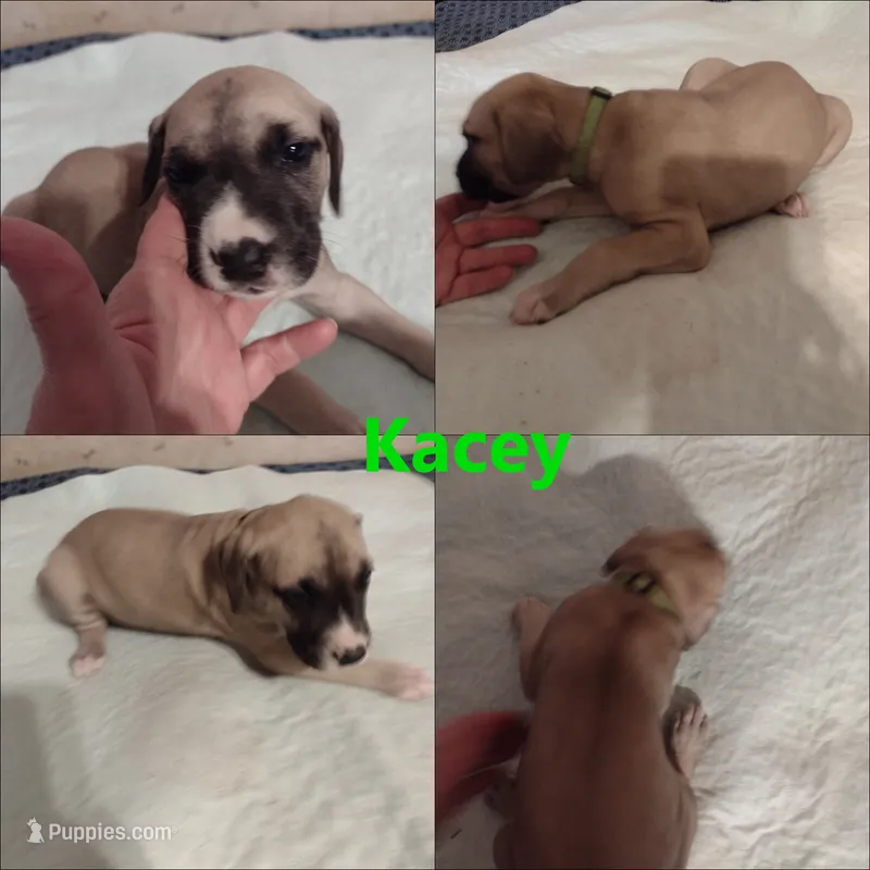 Kacey – Great Dane puppy for sale in Wharton, OH
