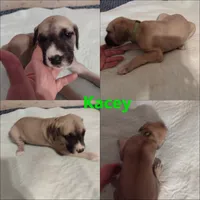 Kacey, a female Great Dane for sale in Wharton, OH – 1 of 3