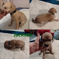 Jackson, a male Great Dane for sale in Wharton, OH – 2 of 4