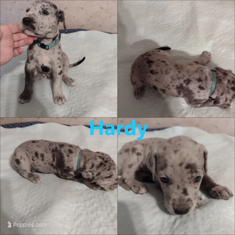 Hardy – Great Dane puppy for sale in Wharton, OH