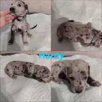 Hardy, a male Great Dane for sale in Wharton, OH – 2 of 4