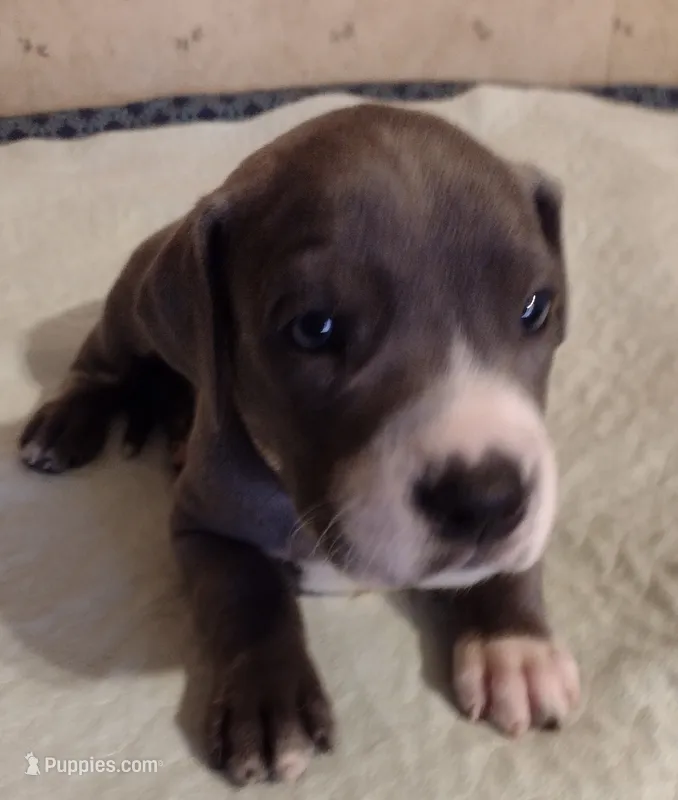 Ella – Great Dane puppy for sale in Wharton, OH