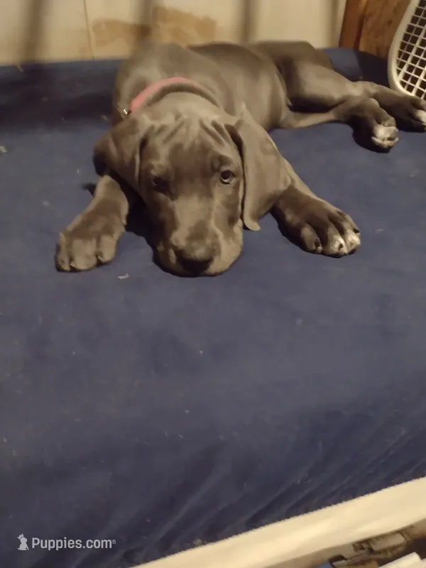 Megan (new videos) – Great Dane puppy for sale in Wharton, OH