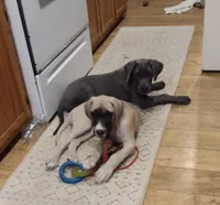 Kacey ( new videos), a female Great Dane for sale in Wharton, OH – 3 of 9