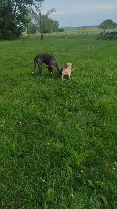 Kacey ( new videos), a female Great Dane for sale in Wharton, OH – 6 of 9
