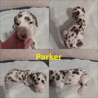 Parker, a female Great Dane for sale in Wharton, OH – 1 of 3